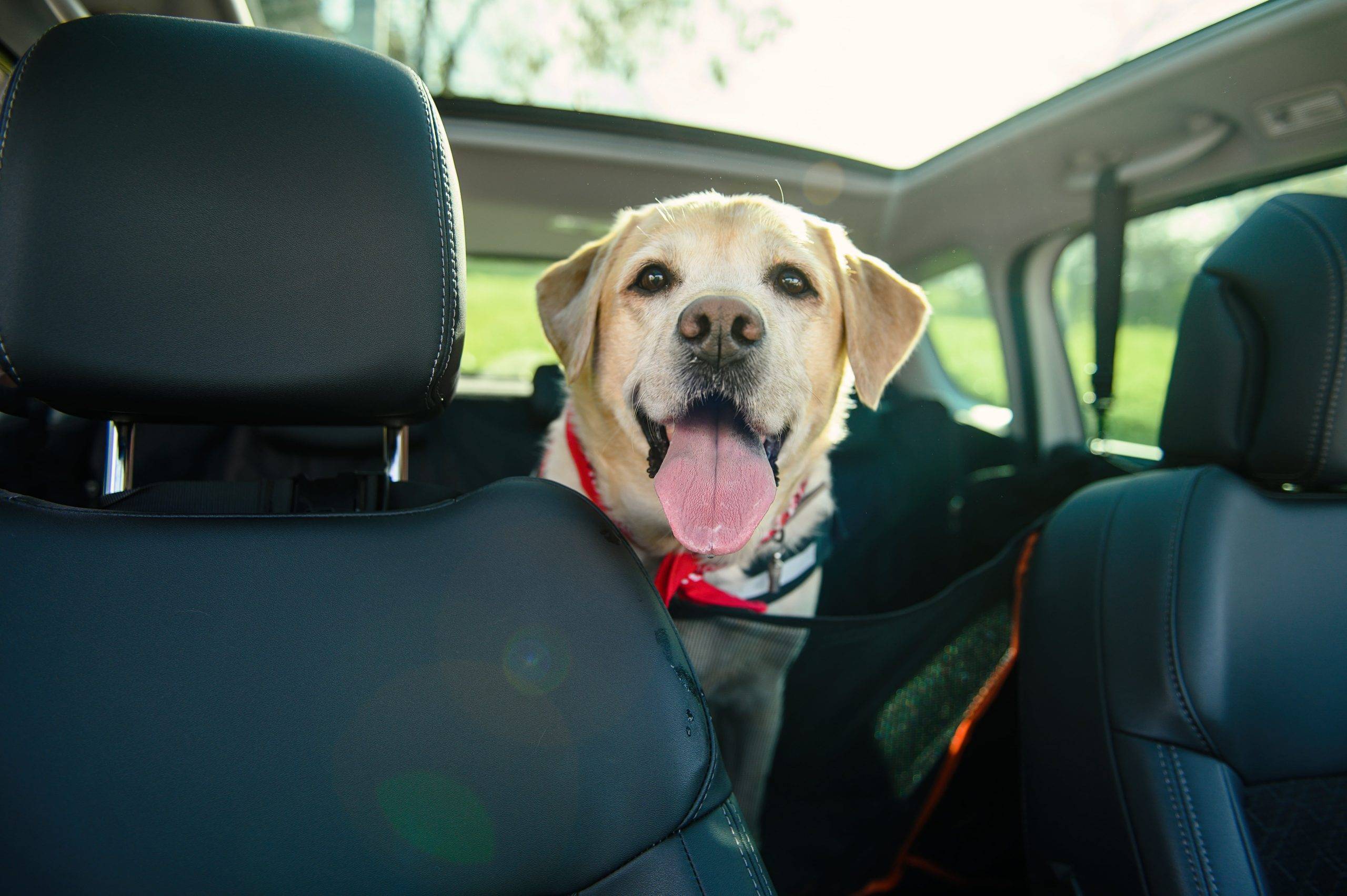  - 3 dicas de como transportar seu pet com segurança no carro